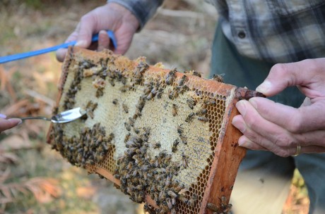 Richard Reed holds up a frame from his hive of Russian bees. He is using his sabbatical to raise two hives of bees, the other of which is from Italy. Photo by Megan McLoughlin.