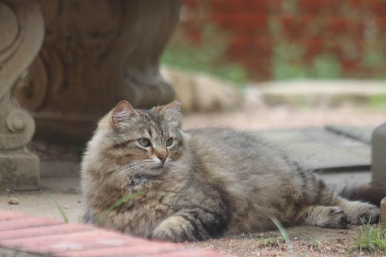 Fern sits near the tables outside Coates Student Center, where there is a feeding station for the Trinicats.