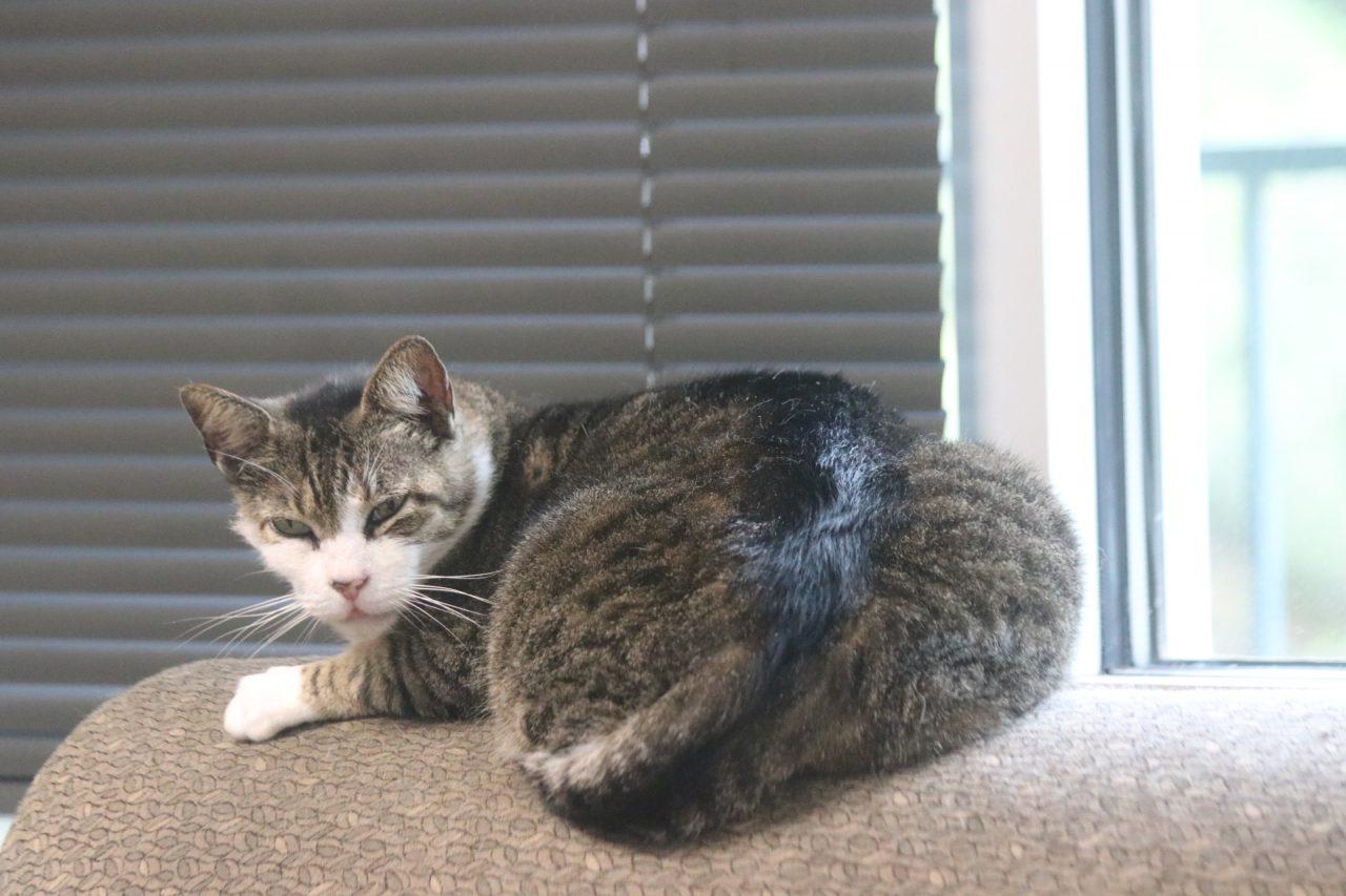 Jett rests inside his go-to nap spot in Calvert Lounge.