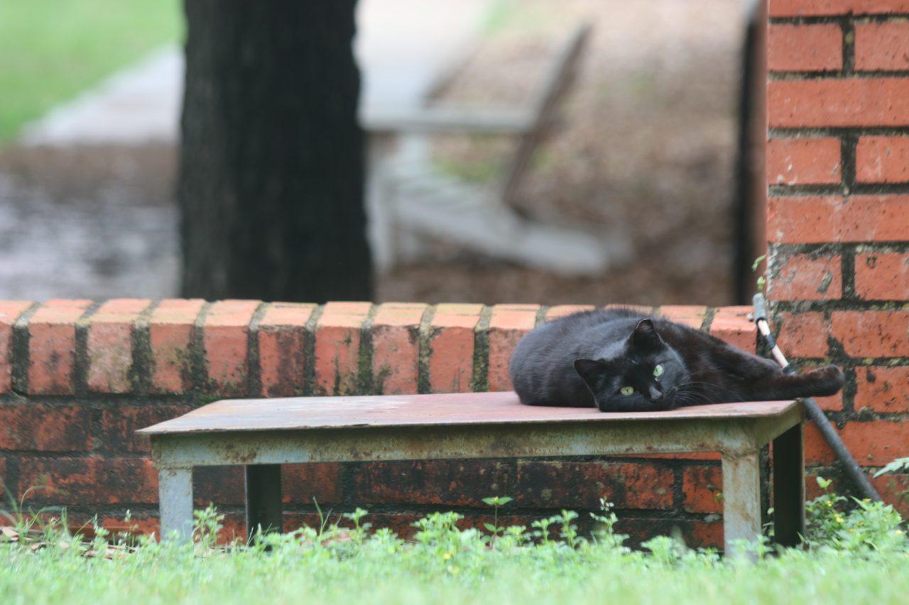Sabrina, the Trinicat you can count on to be lying right outside North Residence Hall, is one of the 23 cats that call Trinity home.